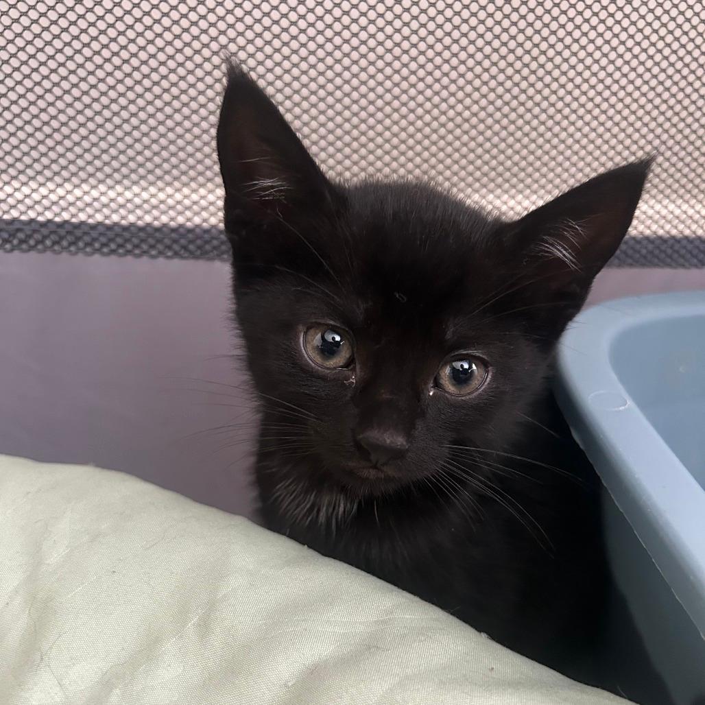 Bleu Cheese-Tiny Spirit Kitten