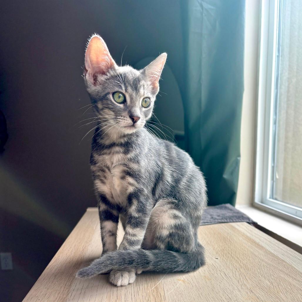 Mochi