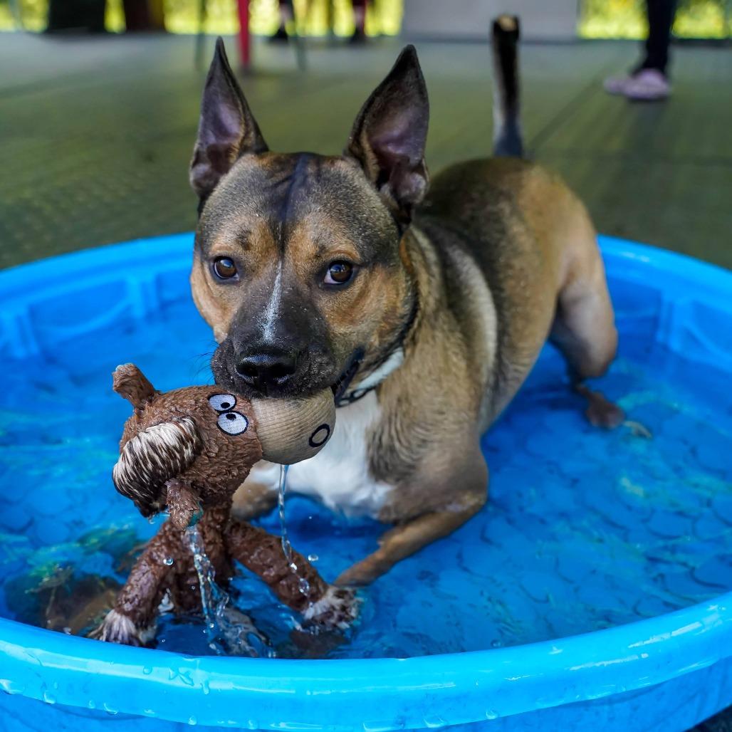 Dingo