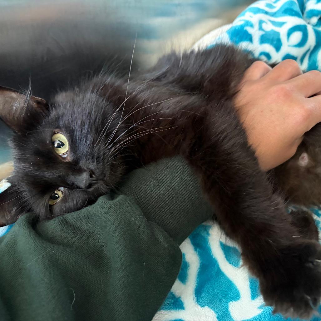 Obsidian - In Foster to Adopt
