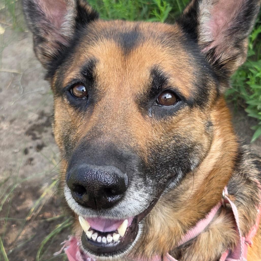 Nova