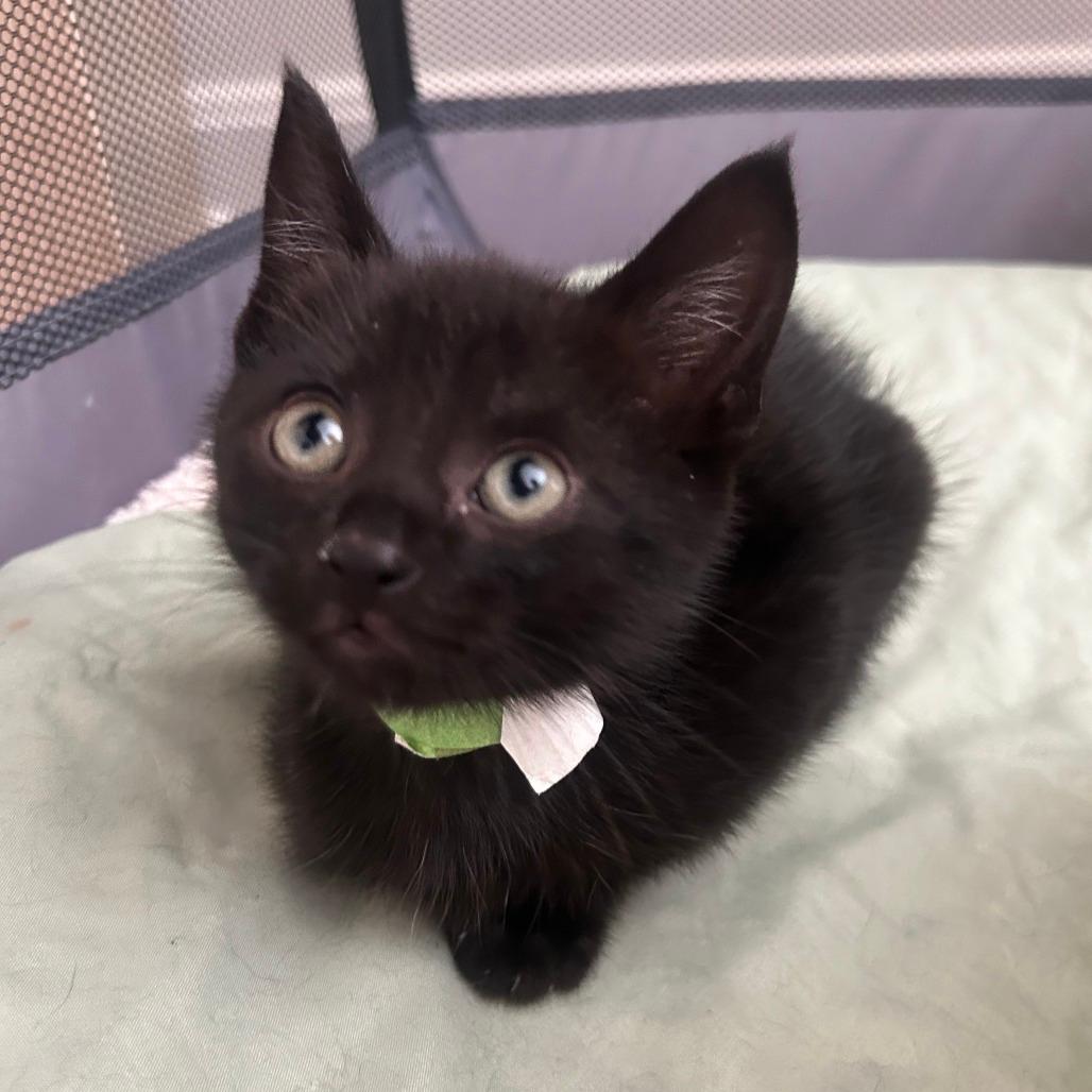 Bubbles-Tiny Spirit Kitten