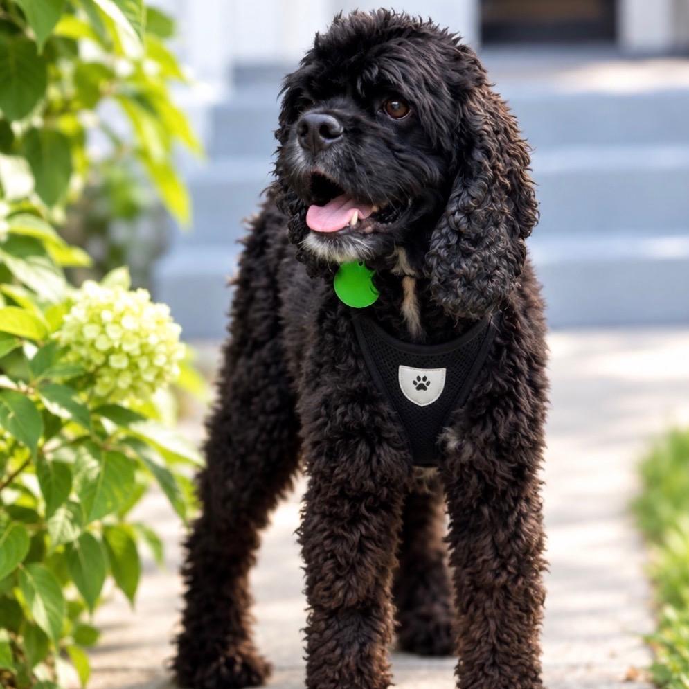 Guinness (Benefactor Dog)