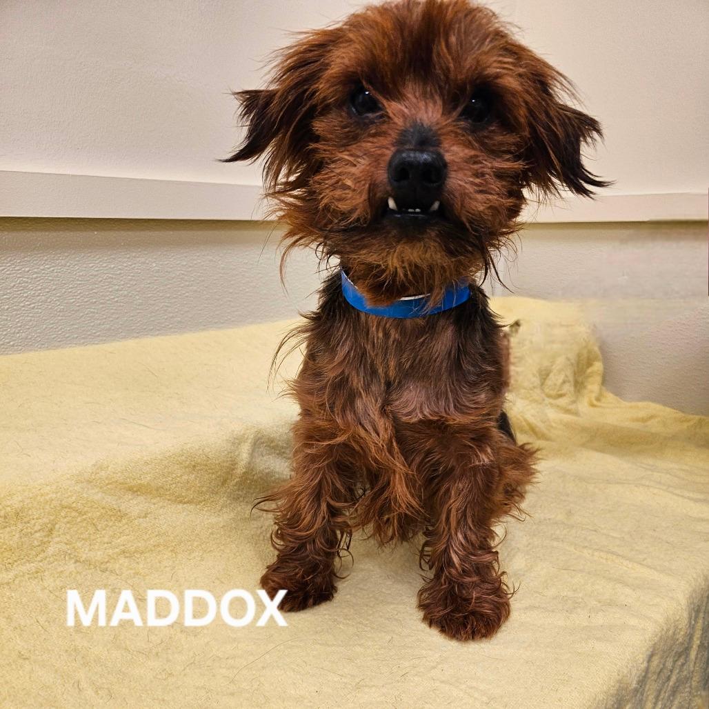 Maddox