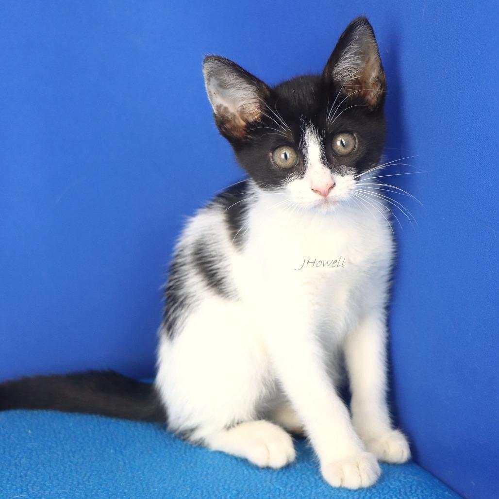 Willow - 062602T