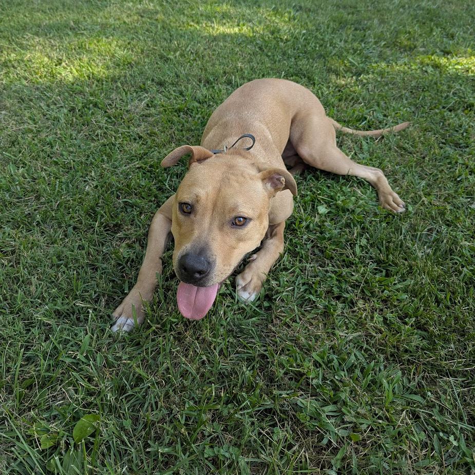 Ranger