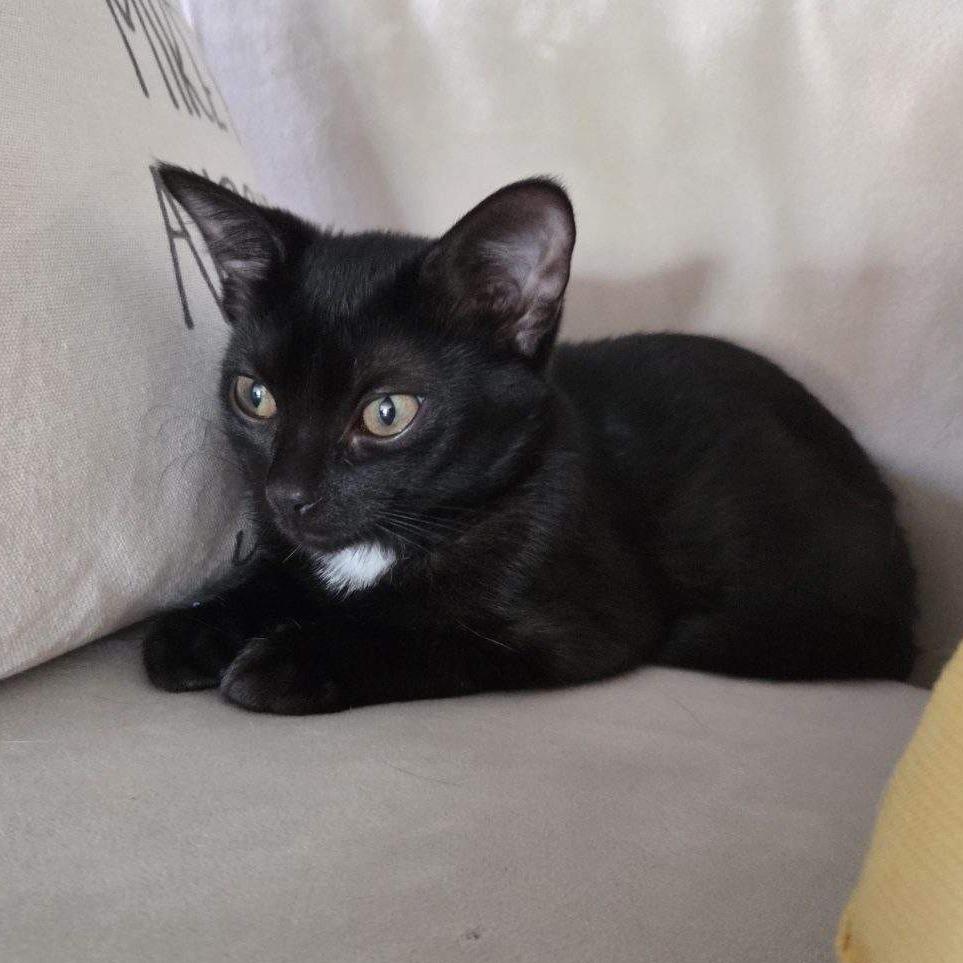 Bugsey