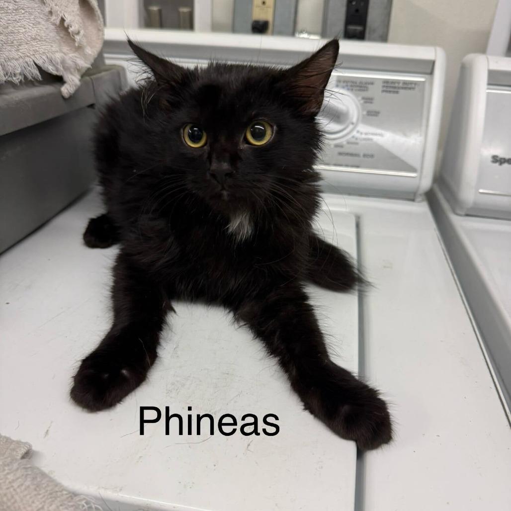 Phineaus *Meet me at Eagan Petsmart*