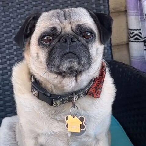 Osito