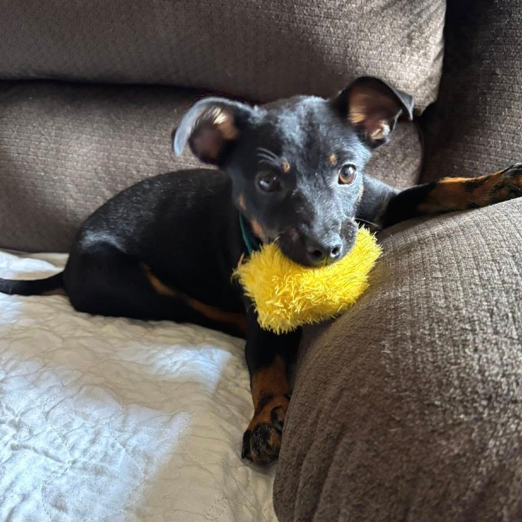Jax (Foster)