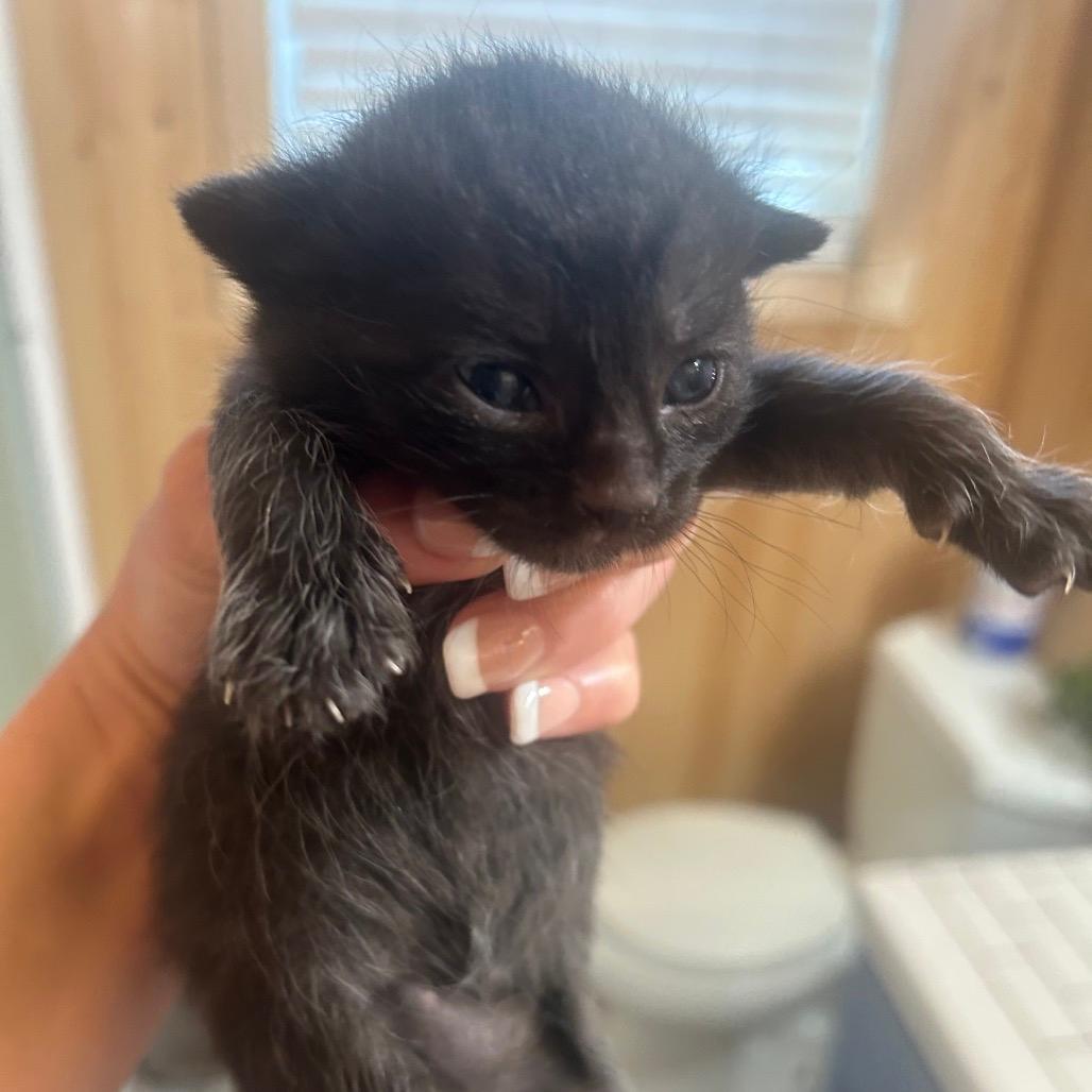 Panther