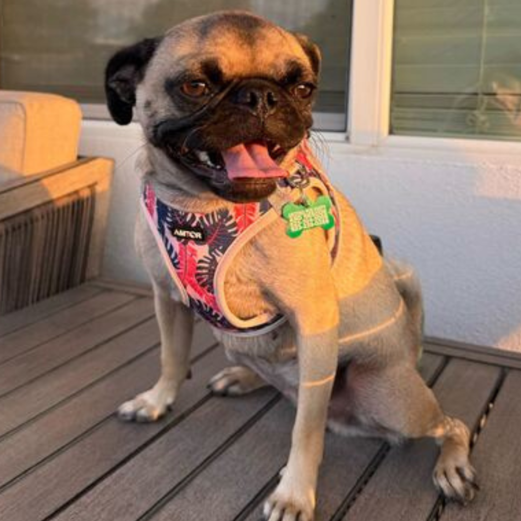 Lola