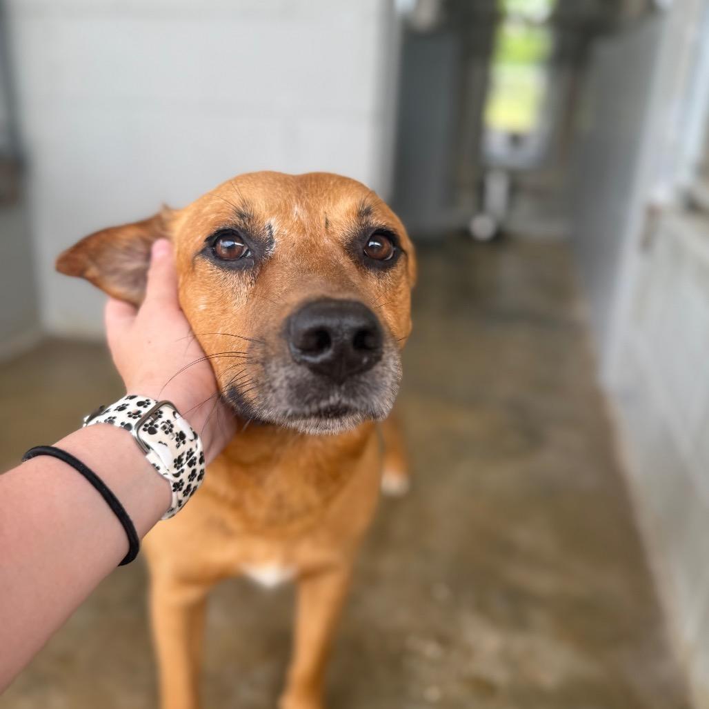 Brownie 061002