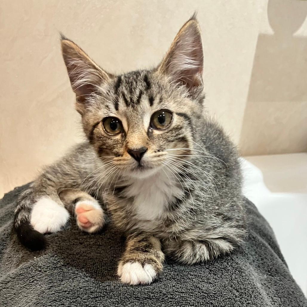 Purrlina