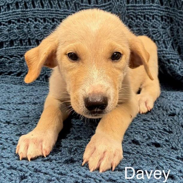 Davey