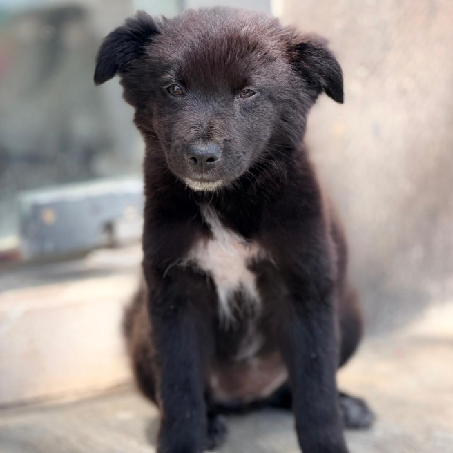Osita