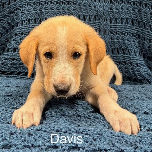 Davis