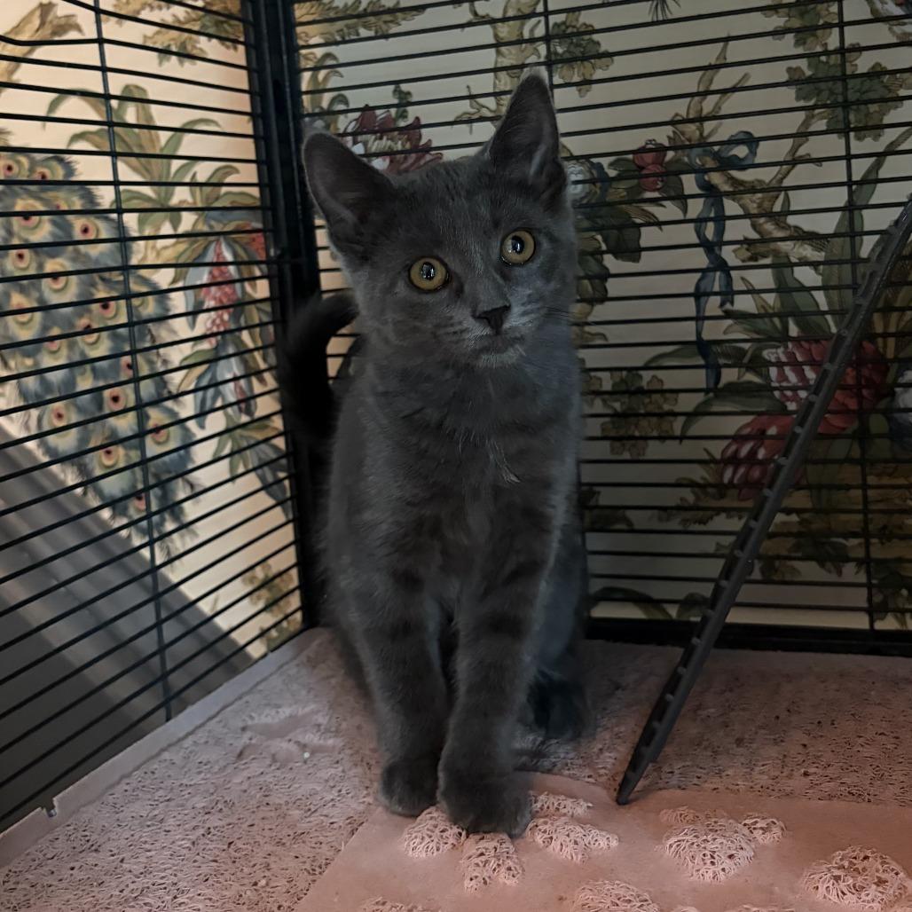 Wasabi