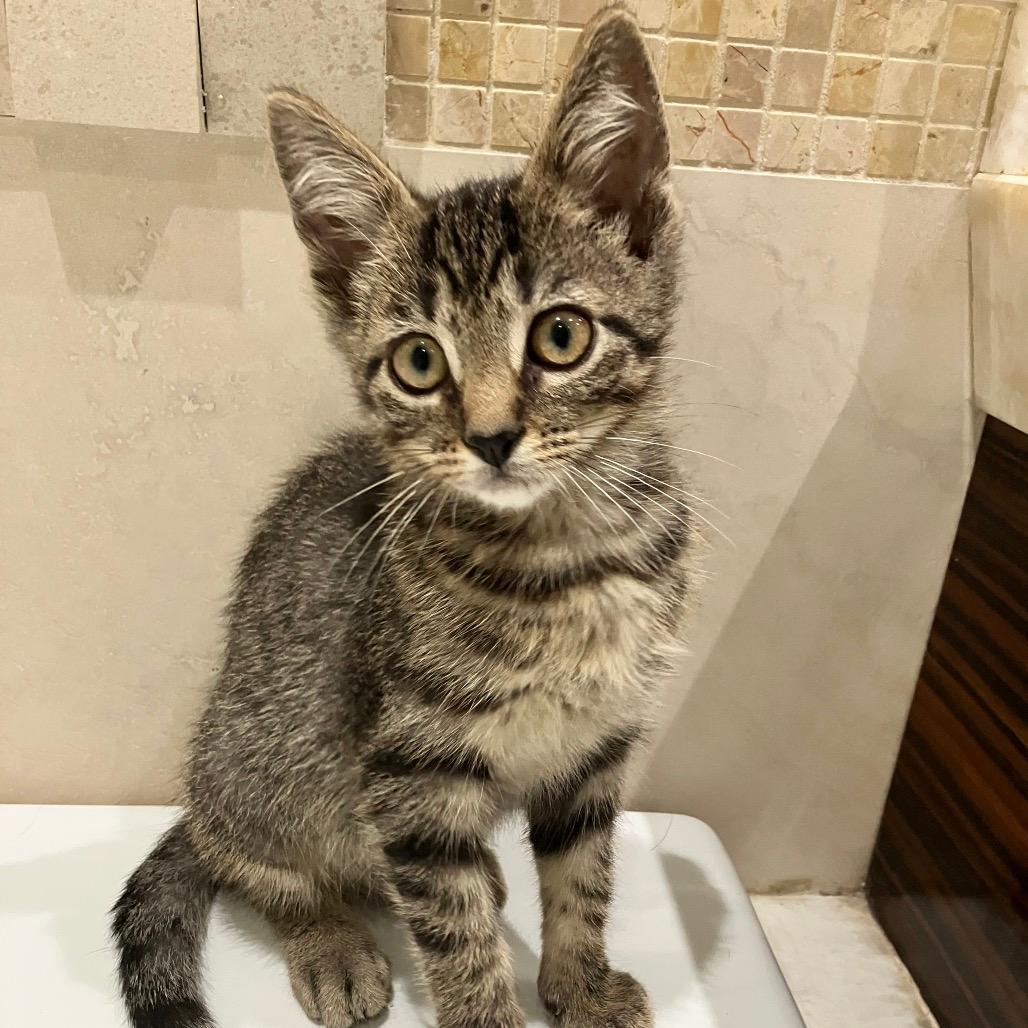Purrminator