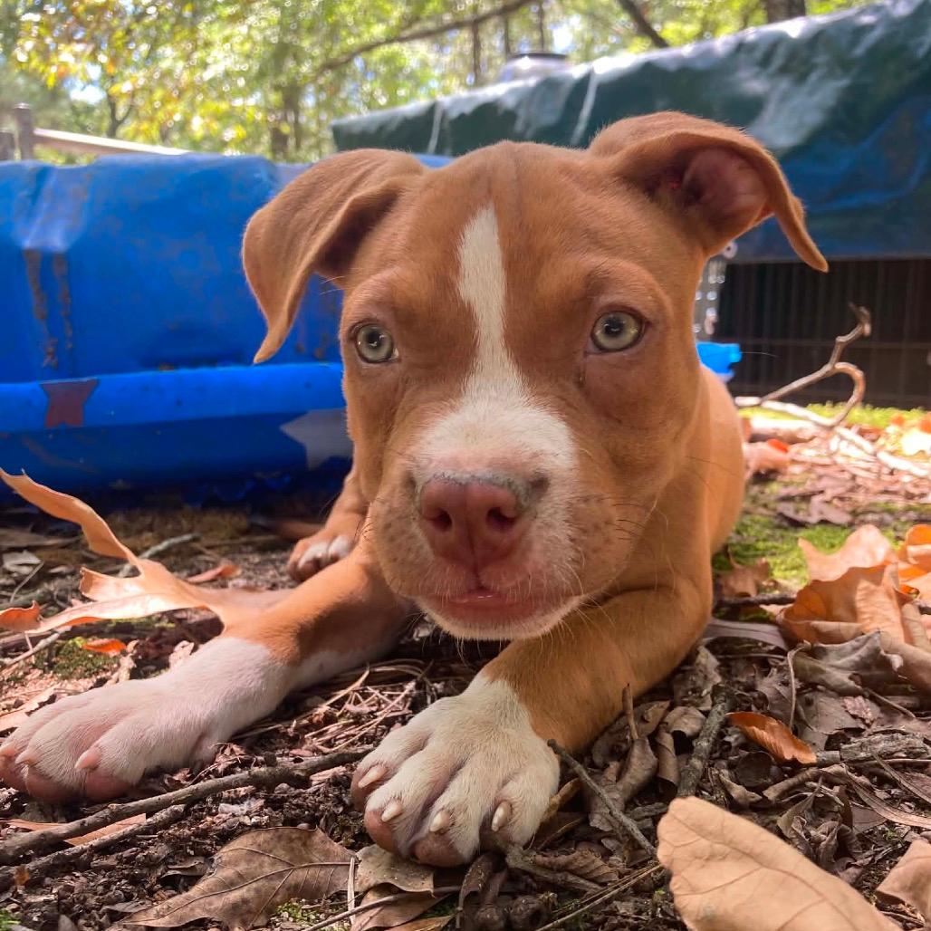 Dixie