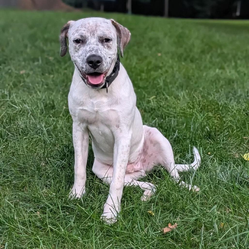 Dougie 