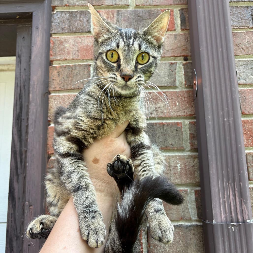 Nyala (Meowstiff)