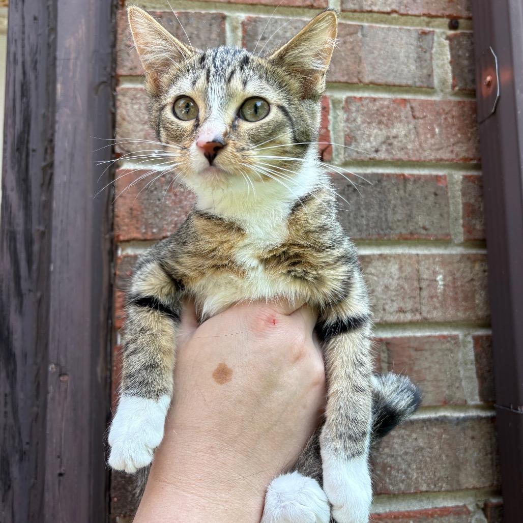 Nerys (Catahoula Leopard Cat)
