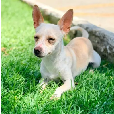 Nala