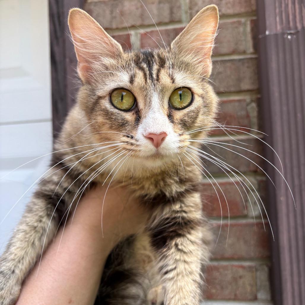 Enya (Meowfoundland)