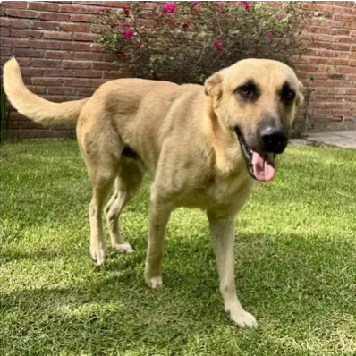 Nacho