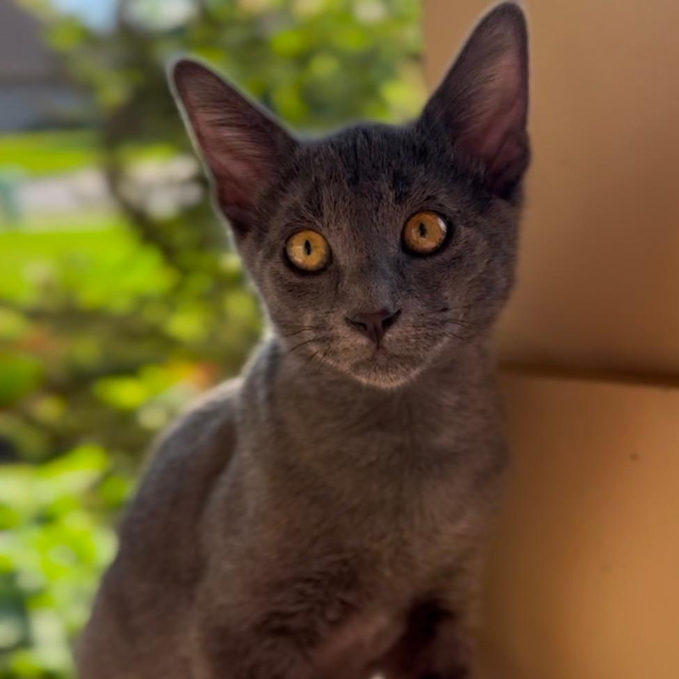 Max