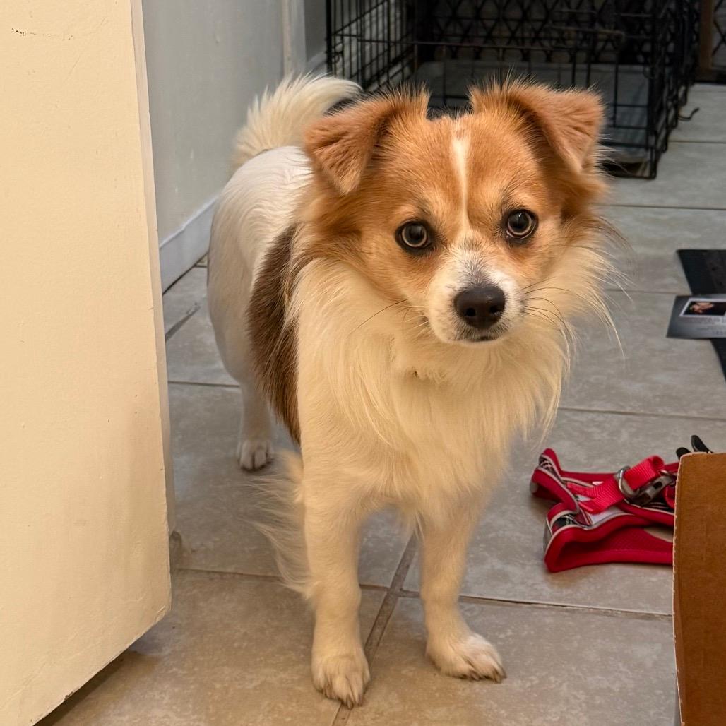 Jerry (Benefactor Dog)