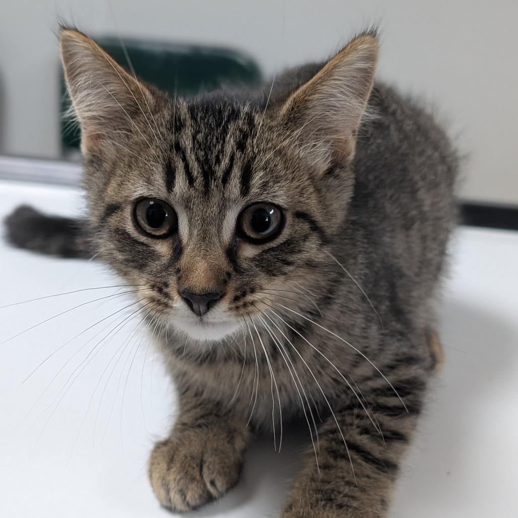 Archie