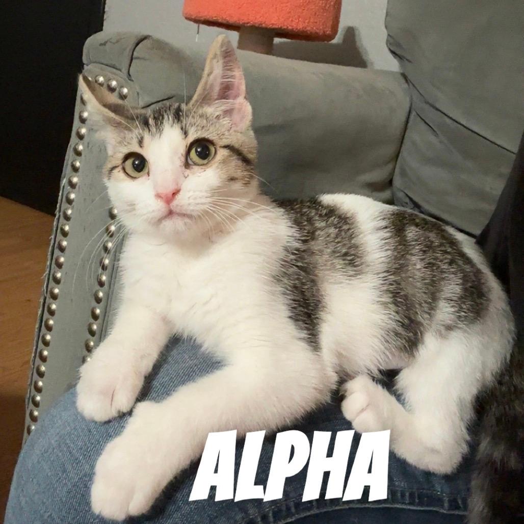 Alpha
