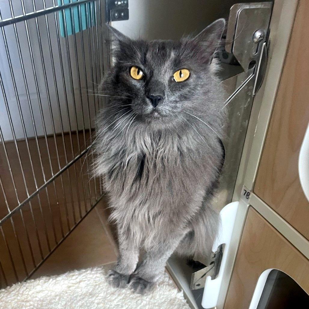 Stella