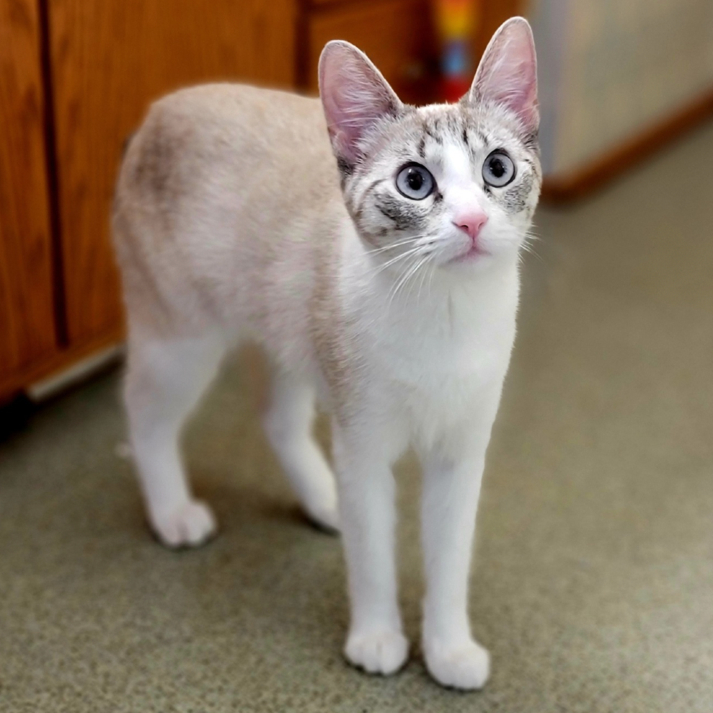 Whiskers (incontinent) 