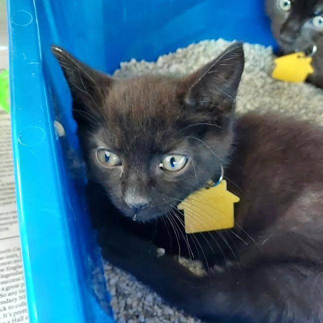 Dock- Tiny Spirit Kitten