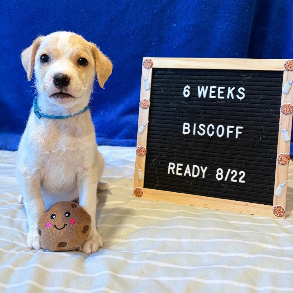 701E (2026) Biscoff