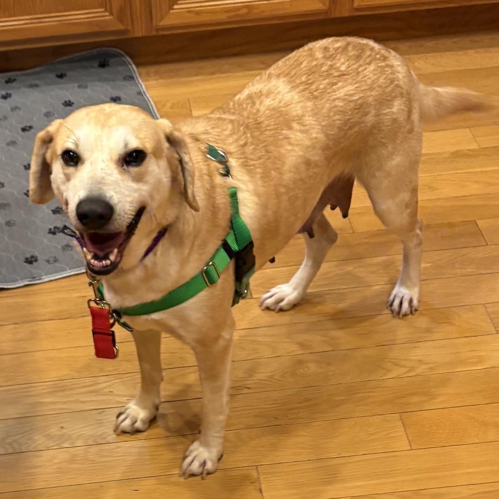 Cypress - Available in Foster
