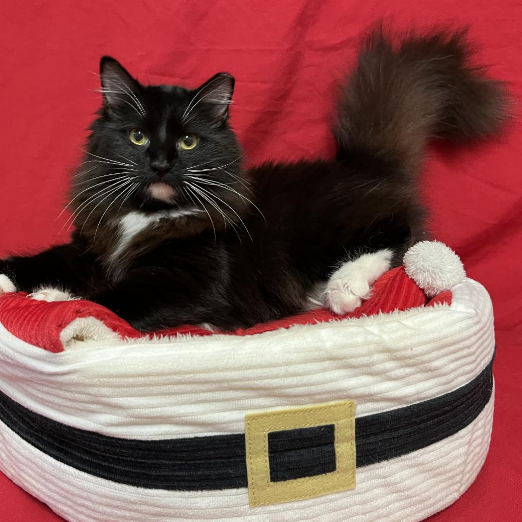 Kamik (Boots)