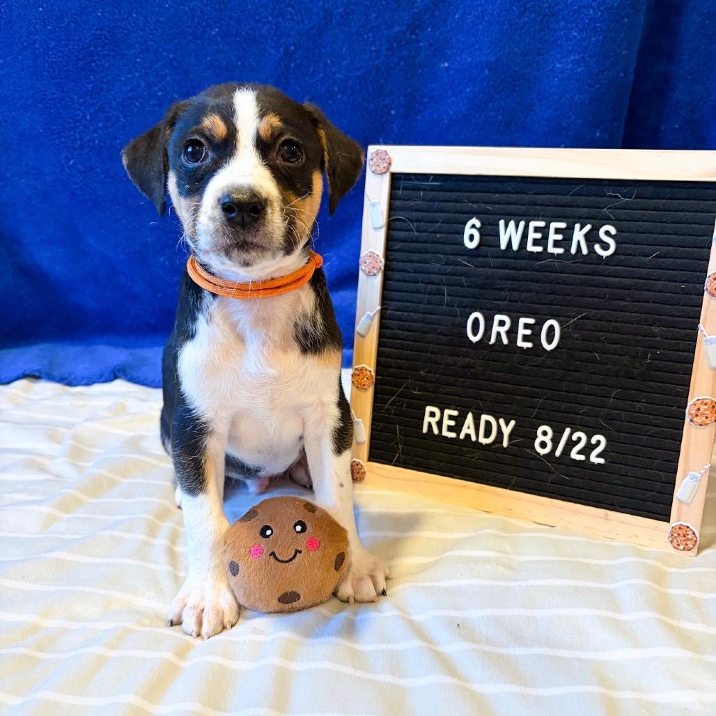 701G (2026) Oreo