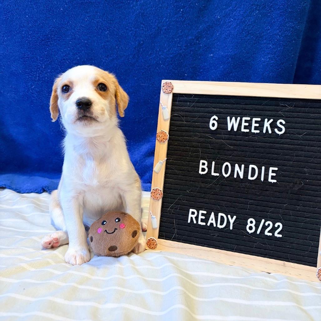 701H (2026) Blondie