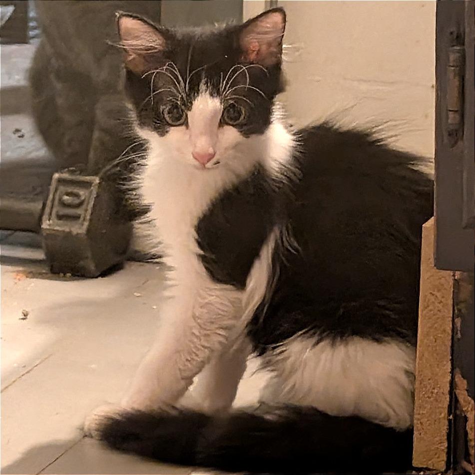 Panda-Tiny Sprit Kitten-In Foster 