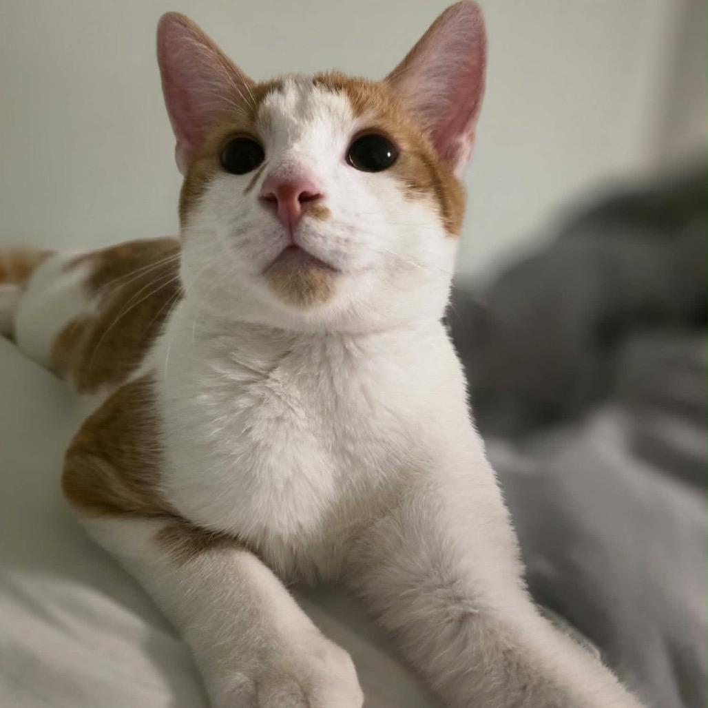 Goose