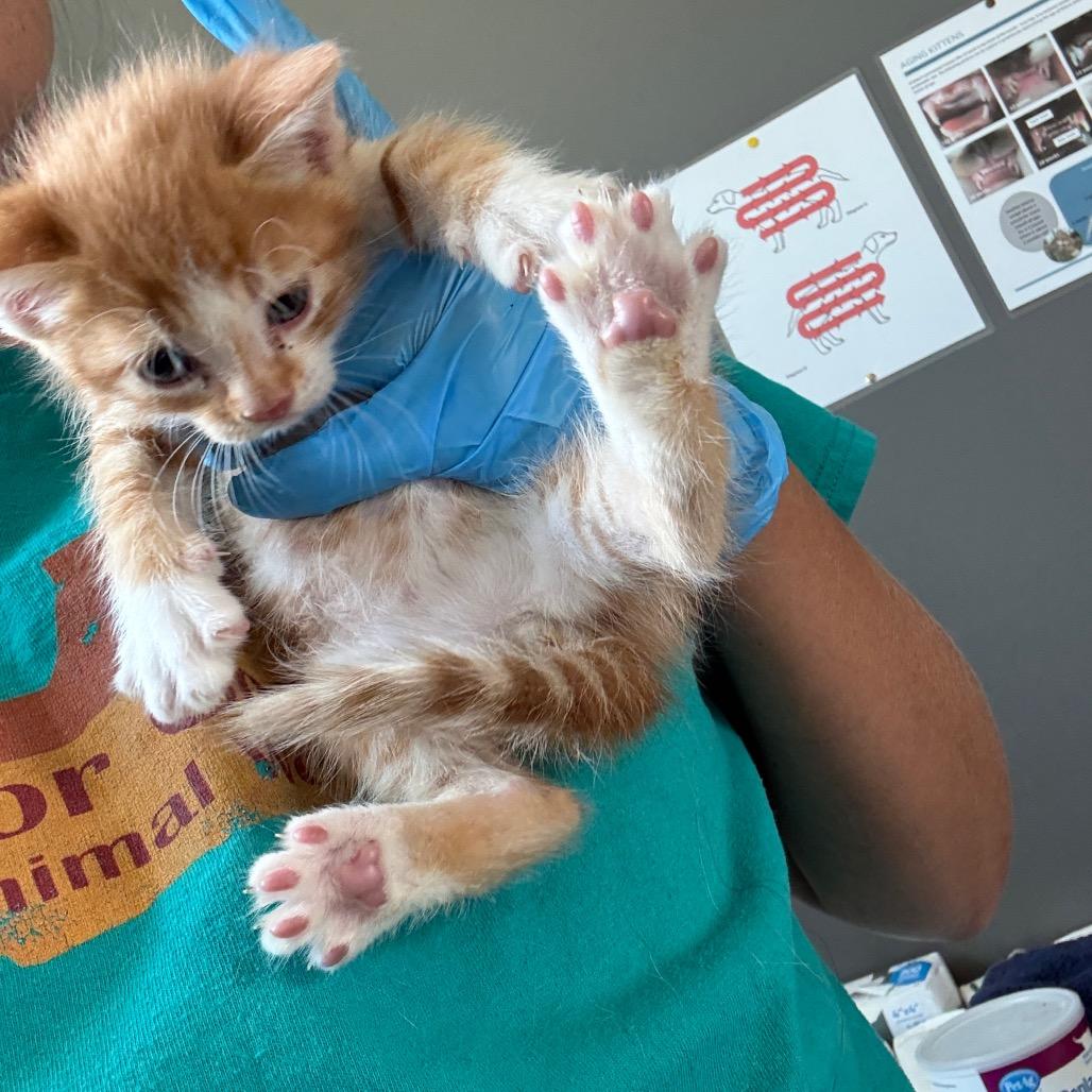 Simba