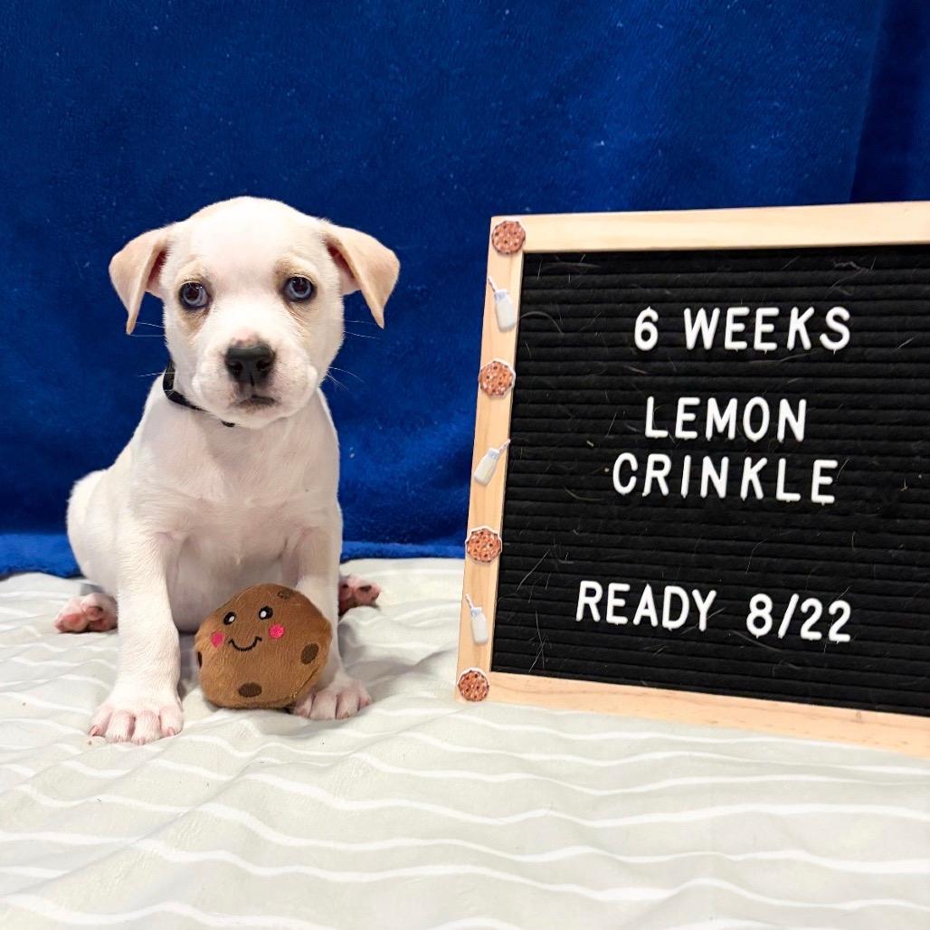 701K (2026) Lemon Crinkle 