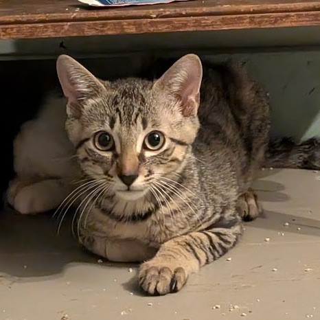 Allspice-Tiny Sprit Kitten-In Foster 