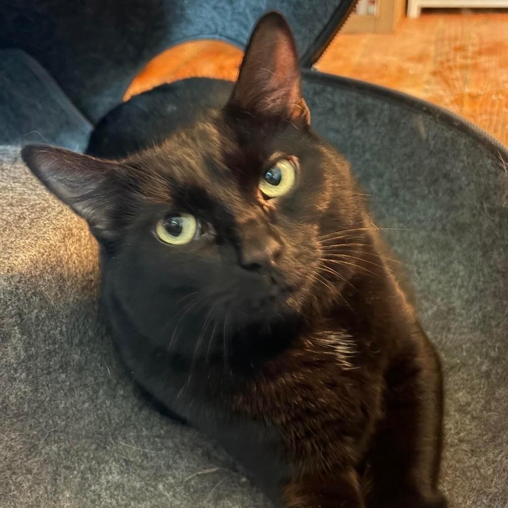 Nala-In Foster