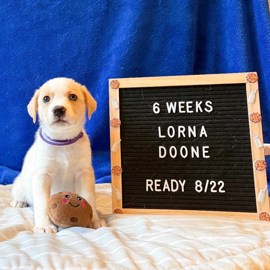 701A (2026) Lorna Doone