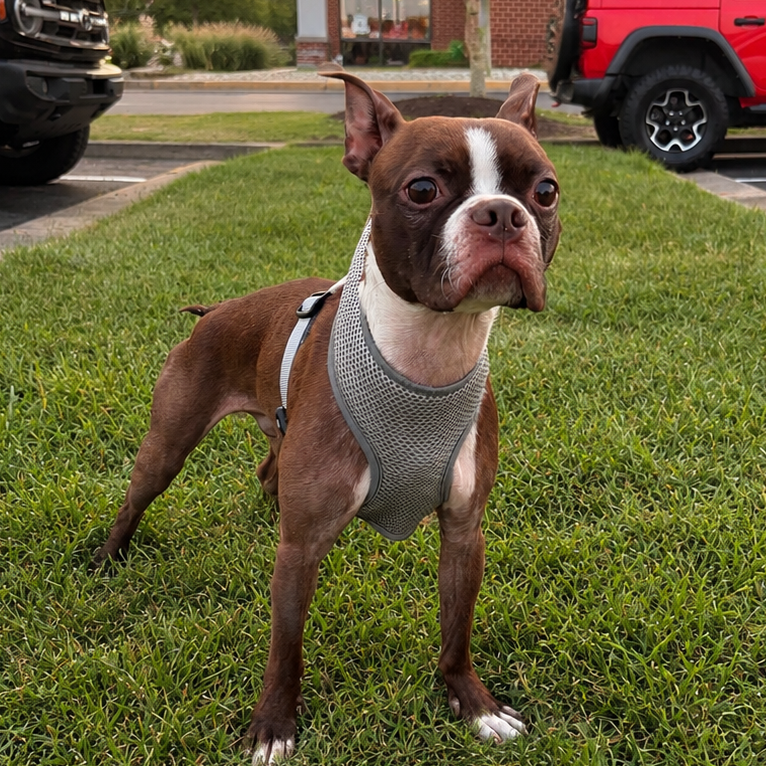 Bentley